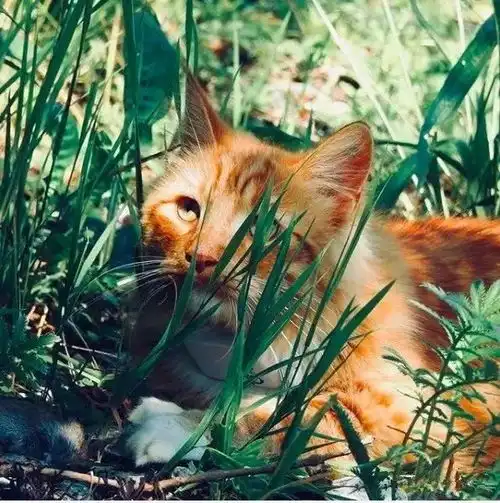 十橘九胖这只长成小松鼠的小奶猫,帅到突破天际绝对的冒险家一枚