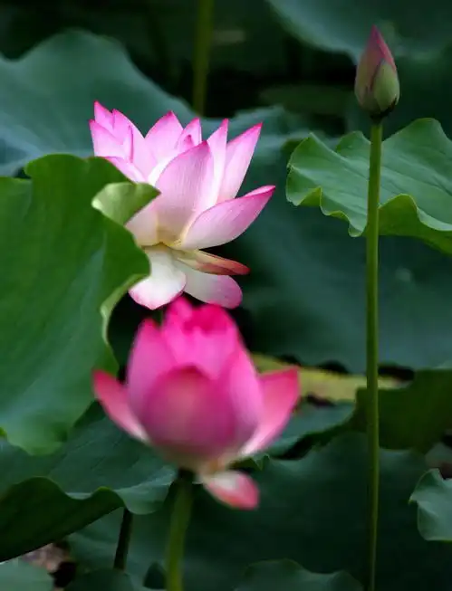 心似莲花开,夏日赏荷,美醉了