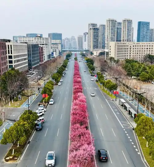看一路长红享梅好时光图片