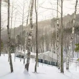 掩映在森林中的小木屋