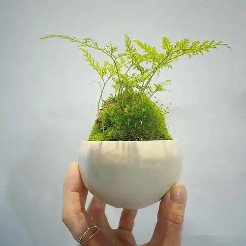 适合养在室内的狼尾蕨禅意盆栽