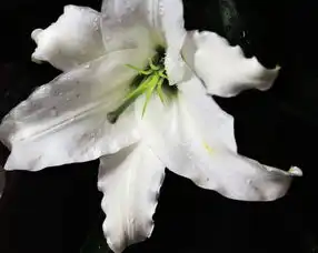 百合一组家中