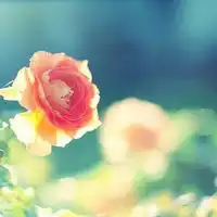 微信简单淡雅花草头像微信头像图片大全