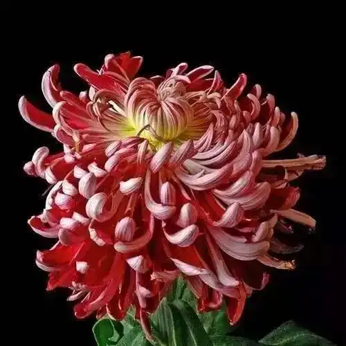 不是花中偏爱菊,此花开尽更无花