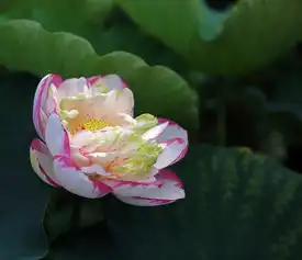 俏丽荷花恭贺凡尘光影涅磐天下两位好友荣任ef1635版主