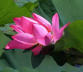 再发一组特写荷花,李村河太美了去了不后悔