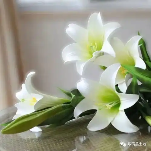 阎景良母亲
