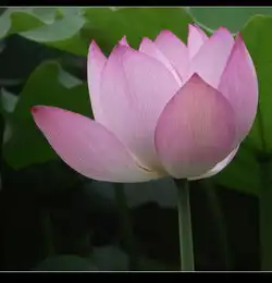 深圳洪湖公园荷花开了拍了些照片回来,请求指导,然后再去拍