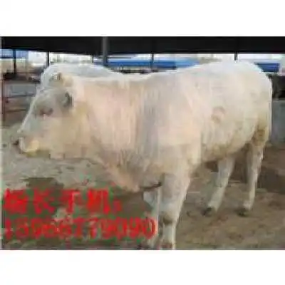 广东养牛场广东适合养殖什么品种牛广东养牛赚钱吗