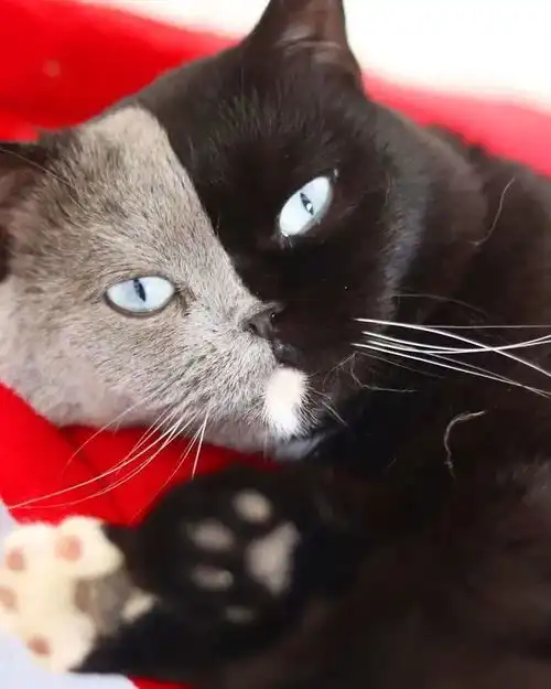 真是开眼界,原来稀有阴阳脸猫咪们生下来的小奶猫,是长这样的