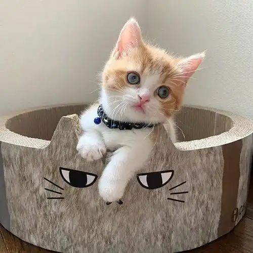 日本这只小奶猫火了,睡姿奇特,引百万网友围观
