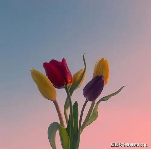 正能量经典早安心语,提神醒脑,越读越给力