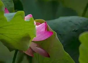 昆明市纪委市监委网站头图夏至已至,绿意盎然