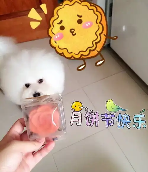养比熊是怎样的体验
