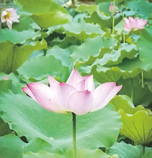 广西人注意防雨防暑热辣滚烫模式即将开启