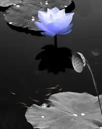 黑白色荷塘中紫蓝色艳丽的莲花下载1904852