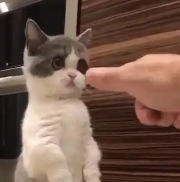 和小奶猫玩手指,它的表现萌得让人流鼻血,喵我啥也没做