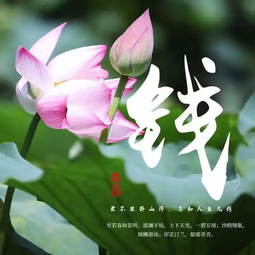 荷花美景姓氏签名头像,诗情画意意境优美,送给有缘的你