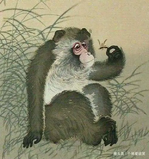 属猴人这几个月要低调行事啦,不然后果自己承担不起