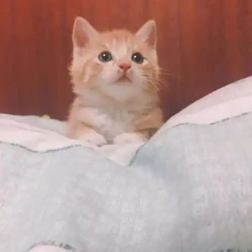 小奶猫会发光啊