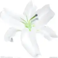 微信头像百合花图片微信头像图片大全