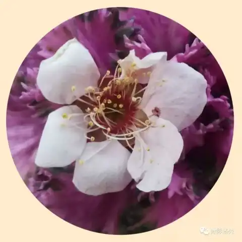 春临赏花赋花句对花轻吟恋花语