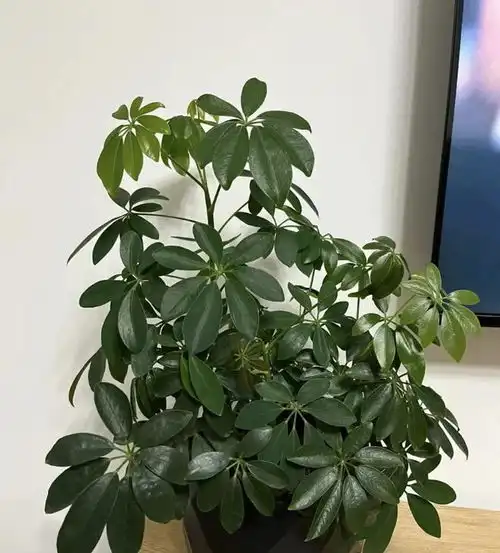家有三花,不富也发,老祖宗的话,不是迷信,真的有道理