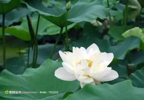 人生五美简约,顺畅,宽厚,淡泊,快意