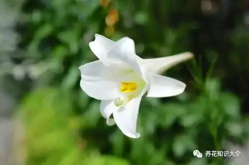 生活巧选适合居室生活的绿植让家空气清新