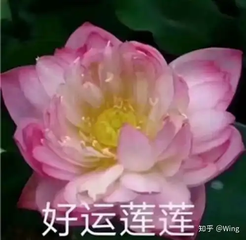 有什么好听的歌曲能推荐一下嘛谢谢大家