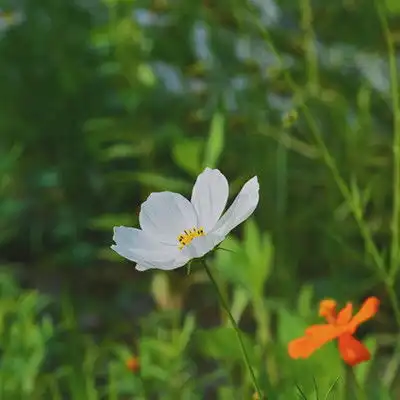 每一种花都有花语,你喜欢的花有什么花语呢