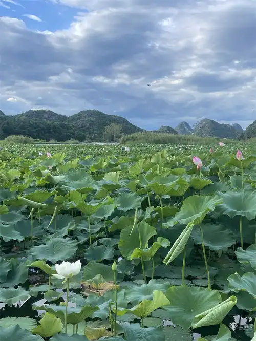 云南文山普者黑荷花绽放游客激增