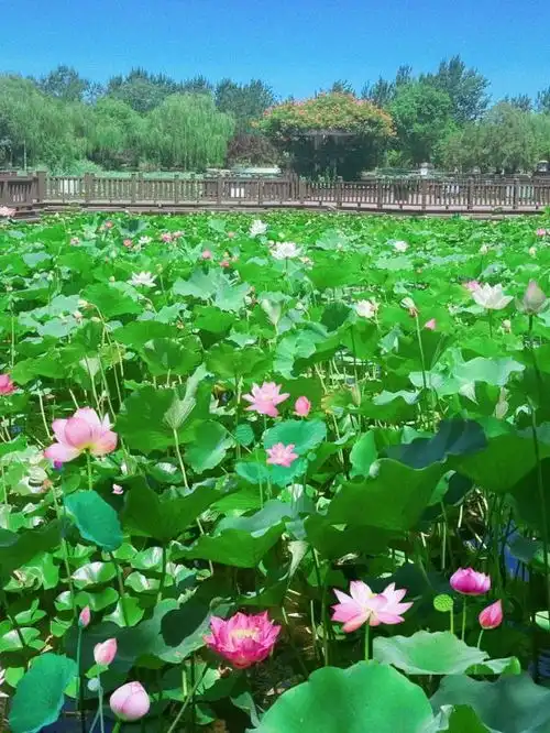 天津美翻荷塘大赏接住好运莲莲