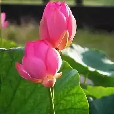 全网最全莲花头像,lovepeace