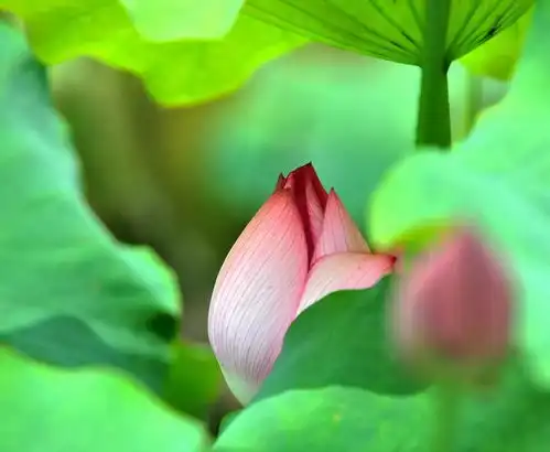 赏荷花何必非去西湖这片十里荷塘已经美到爆,赶紧约起来