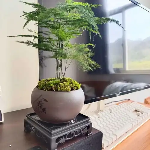 江西一住户,因文竹客厅走红,用9年养成参天大树,好壮观