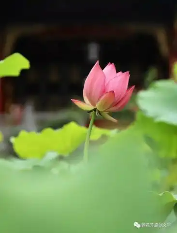 莲花开花开的声音