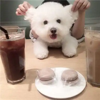 呆萌比熊犬头像宠物比熊图片大全可爱