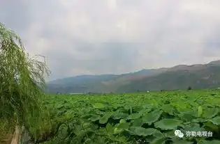 荷花仙子你在哪就在弥勒百亩荷花齐开放,美到爆快来赏荷花,摘莲米,吃美食