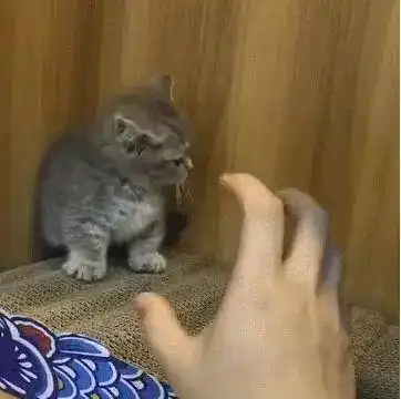 小奶猫被铲屎官玩坏了,吓得躲在小角落里不敢说话,惹人心疼