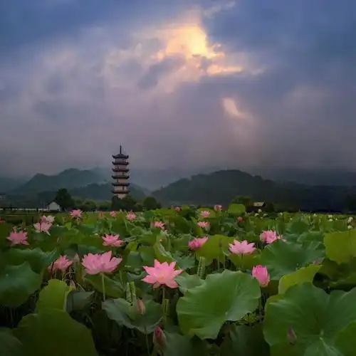 武义十里荷花景区