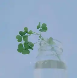 看到那些绿意盎然的三叶草就觉得好幸福