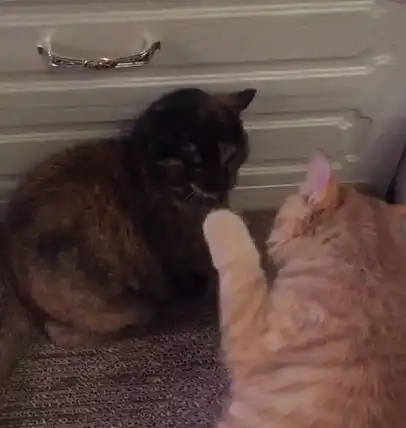 小奶猫被大猫欺负,三个月后看到这幕,网友大橘报仇三月足以