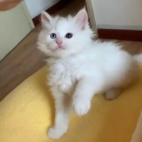 不敢相信这居然是同一只猫