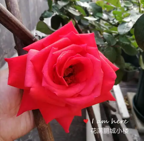 绯扇hiogi朱红色的日本大花月季
