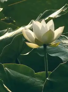 逆光下荷花