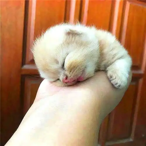 将小奶猫送去奶奶家,半年后再见惊呆了,网友神回复换了一只