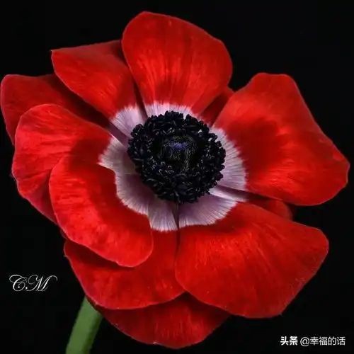 花视觉