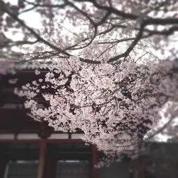 日本游记