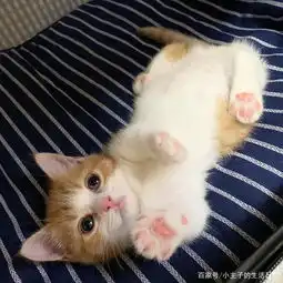 可爱的短腿小奶猫,睡觉时伸直小短腿,网友纷纷表示想偷猫